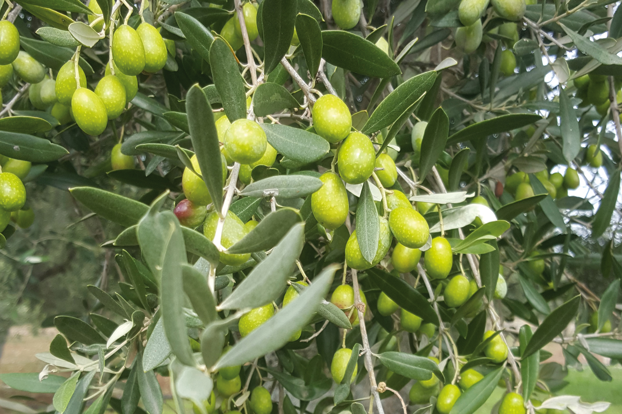 Secular Olives of Italy